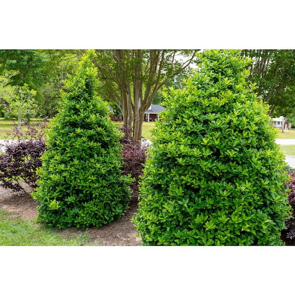 SOUTHERN LIVING 7 Gal. Oakland Japanese Holly(Ilex), Live