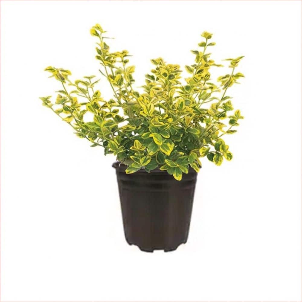 BELL NURSERY 1 Gal. Golden Euonymus (Japonicus Aureomarginata