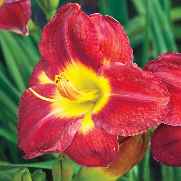 Spring Hill Nurseries 2.50 qt. Pot, Passion for Red Daylily, Live Potted Deciduous Flowering Perennial Plant (1-Pack)