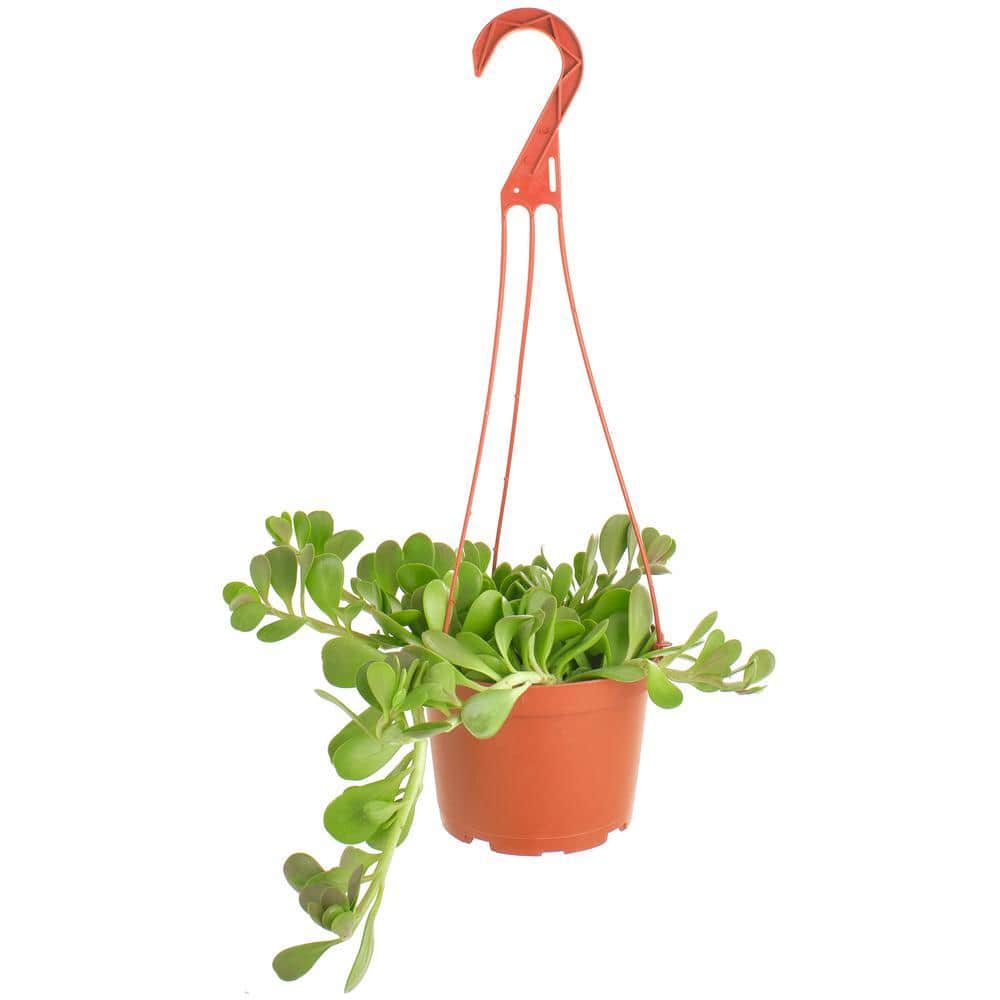 Shop Succulents Trailing Jade Succulent Plant, Senecio Jacobsenii