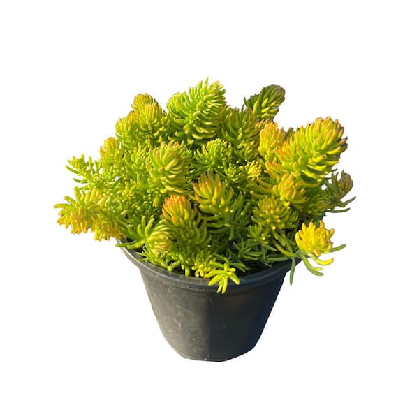 Unbranded Gold Sedum Live Plant in Pots, House Plant Decor for Garden and Balcony (3-Pack)