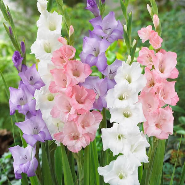 VAN ZYVERDEN Gladiolus Best Pastel Blend Bulbs (Set of 25)