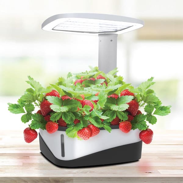 LED Grow Lights for Strawberries