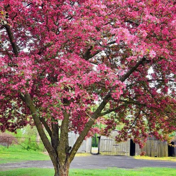 Unbranded - 1 Gal. Sugar Tyme Crabapple Tree