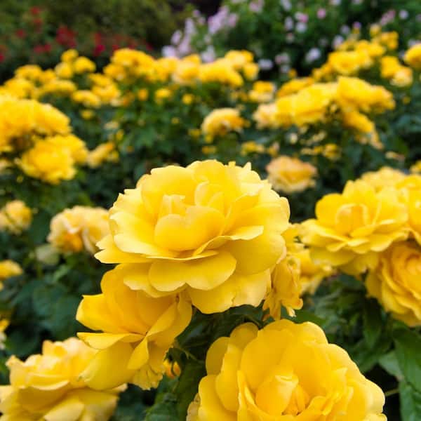 Bareroot Yellow MiniFlora Patio Tree Rose Plant with Yellow Flowers
