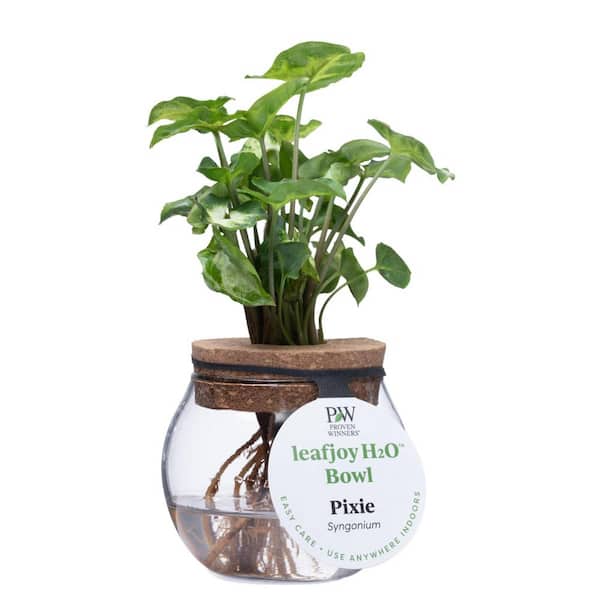 PROVEN WINNERS 3 in. leafjoy H2O Bowl, Falling Arrows Syngonium Pixie (Podophyllum) Arrowhead Vine, Live Plant, Glass Vase (1-Pack)
