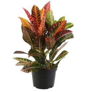 6 in. Codiaeum Croton Petra Plant