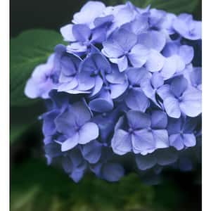2.5 Qt. Penny Mac Hydrangea Shrub with Blue-Pink Flowers
