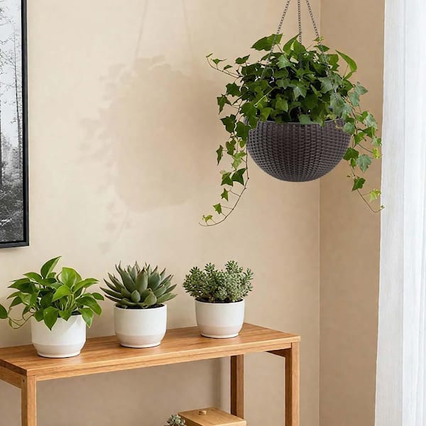 money plant care instructions Money Plant Seeds  Silver Dollar Plant  SurvivalGardenSeeds