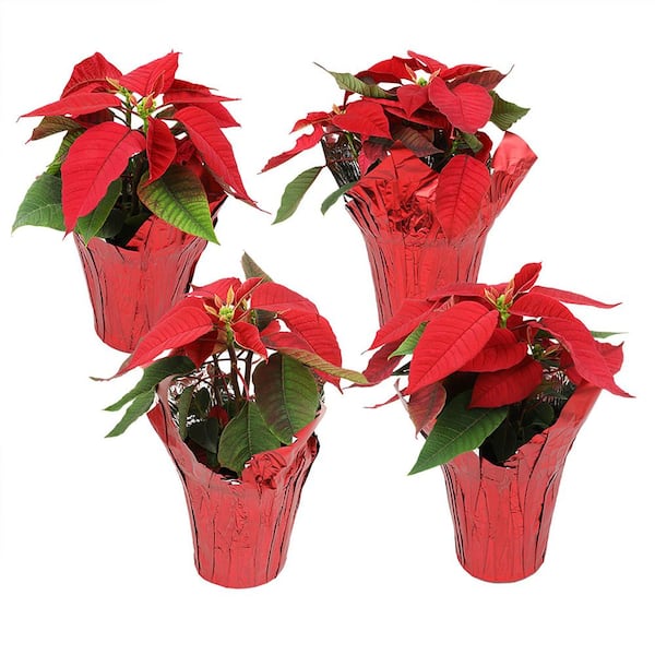 4 in. Poinsettia Red (4-Pack)