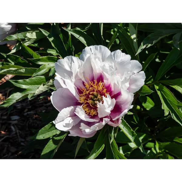 BELL NURSERY 3 Gal. Cora Louise Peony (Paeonia Itoh) Live Shrub