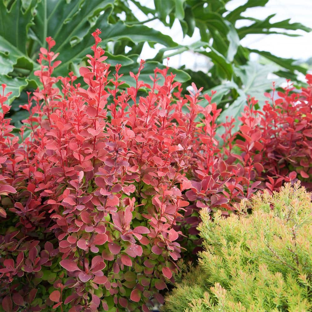 Southern Living Orange Rocket Barberry Shrub in 2-Gallon Container