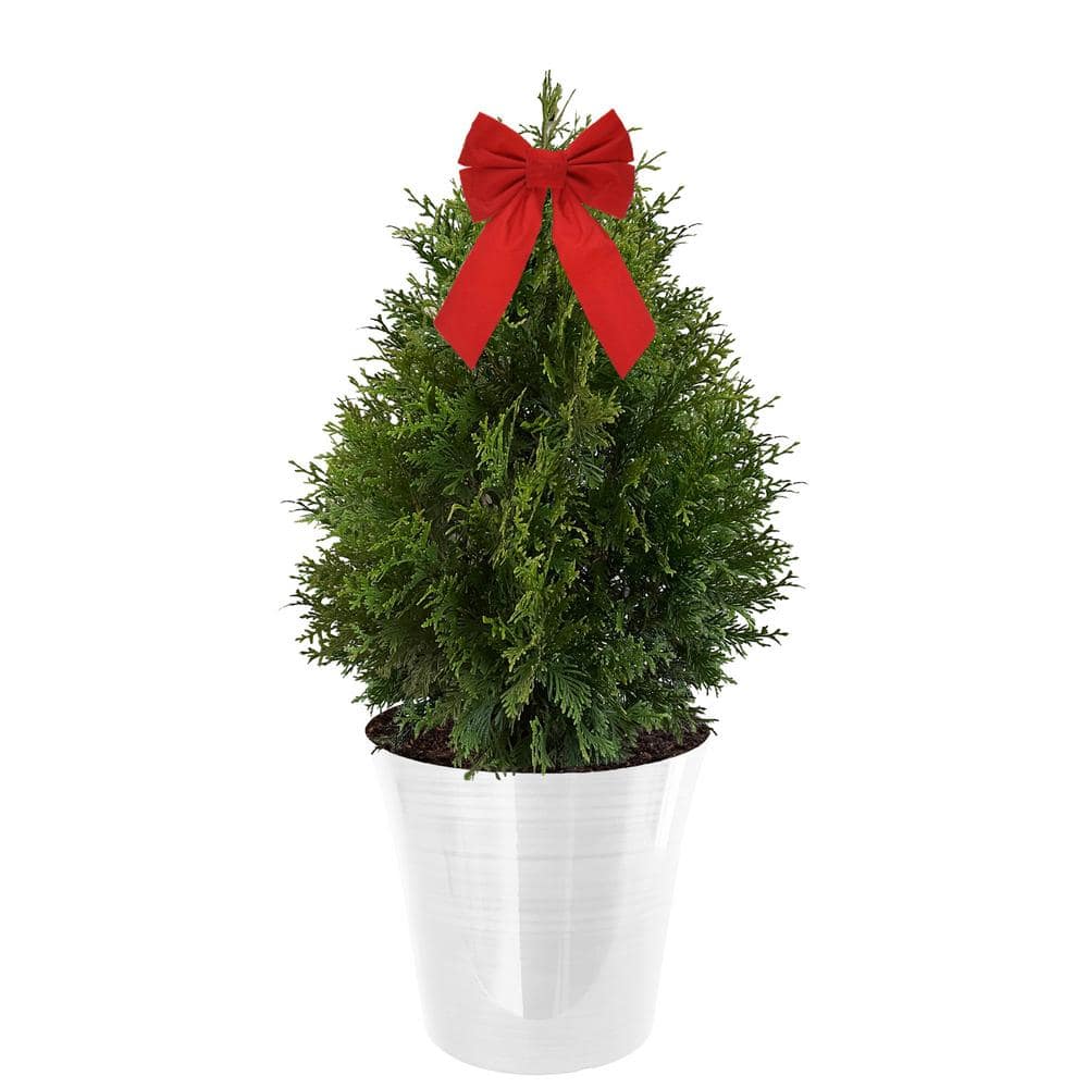 3 Gal. Green Giant Arborvitae Shrub with Green Foliage in a Decorative Whit