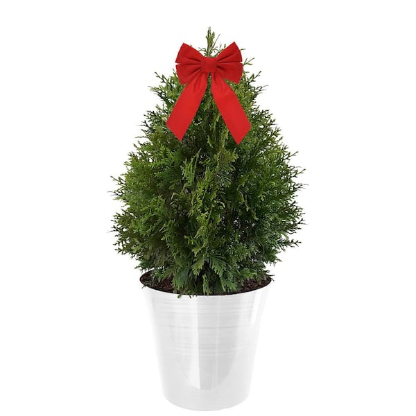 Unbranded 3 Gal. Green Giant Arborvitae Shrub with Green Foliage in a Decorative White Pot with Red Bow