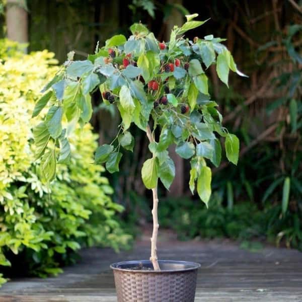 Wekiva Foliage Everbearing Mulberry Tree-Live Tree in a 3 Gallon Pot-Delicious Edible Fruit Tree for The Patio and Garden