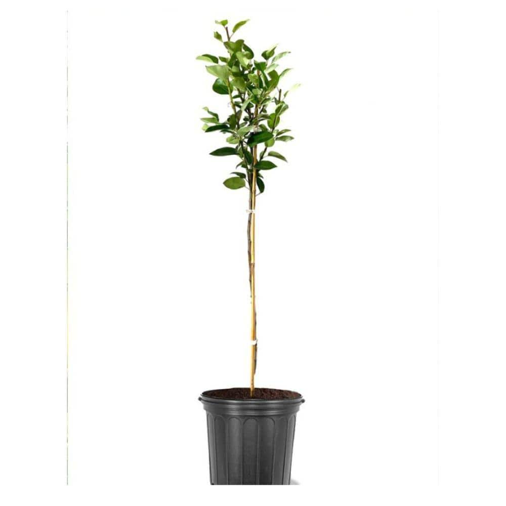 5 gal. Kieffer Pear Tree PEAKEI05GSL - The Home Depot