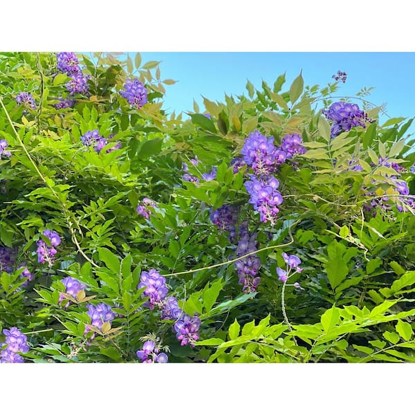 2 gal. Amethyst Falls American Wisteria Live Flowering Vine Plant with Lavender Blooms