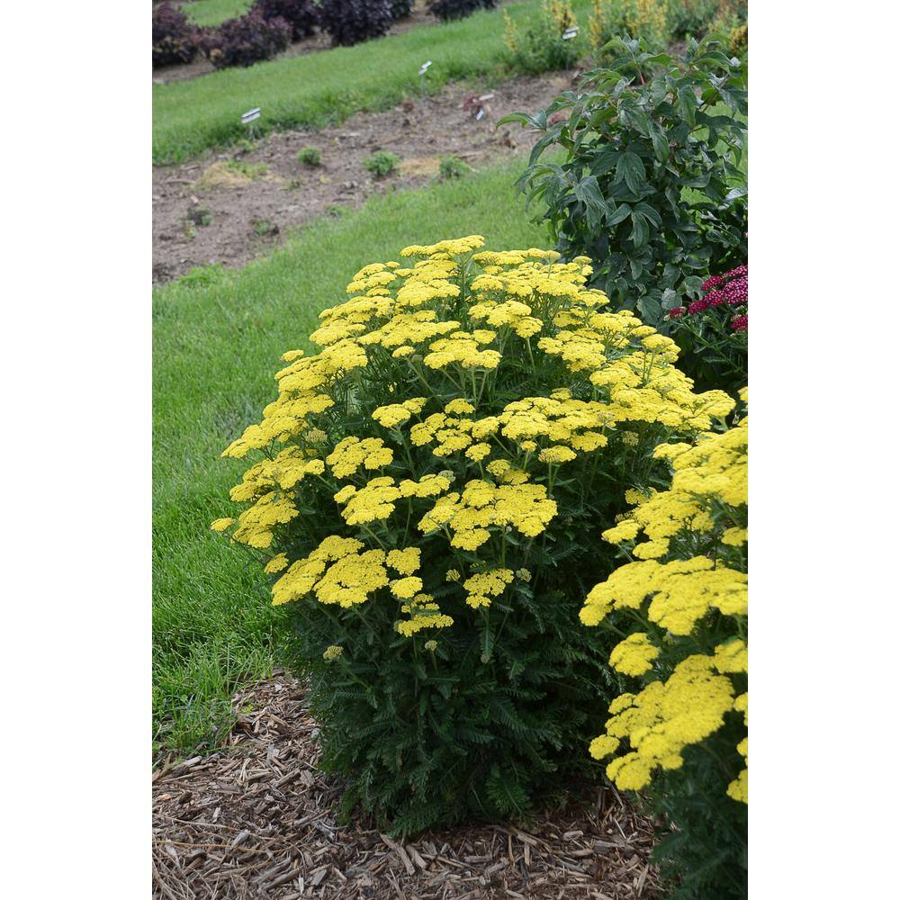 Bright Yellow Achillea Hybrid Outdoor Plant in 1-Gallon Pot