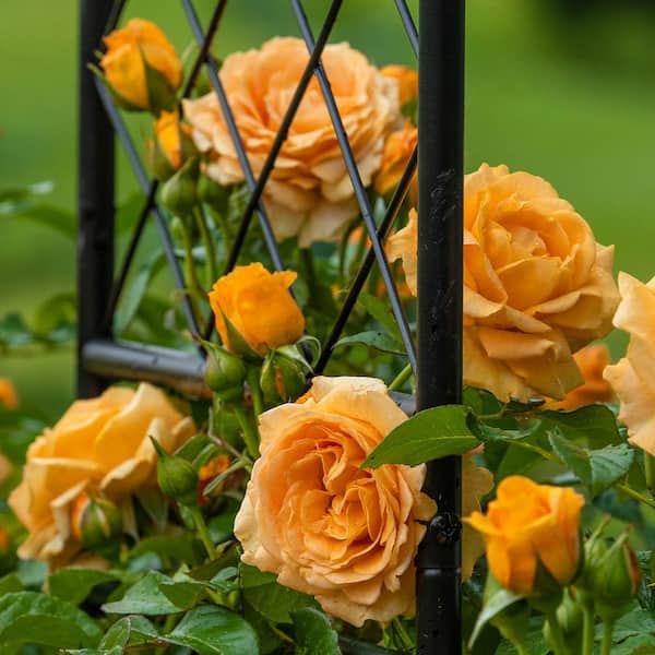 Spring Hill Nurseries 3 Gal. Pot, Golden Opportunity Climbing Rose Potted Plant (1-Pack)
