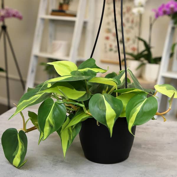 Altman Plants Philodendron Brasil House Plant in 6 Inch(es) Hanging Basket 1 -Pack one_size | 0881595