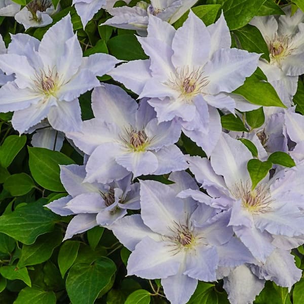 Tranquilite Clematis Vine Live Bareroot Perennial Plant Lavender Flowers (1-Pack)