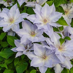 4 in. Pot Lavender Flowers Tranquilite Clematis Vine Live Potted Perennial Plant (1-Pack)