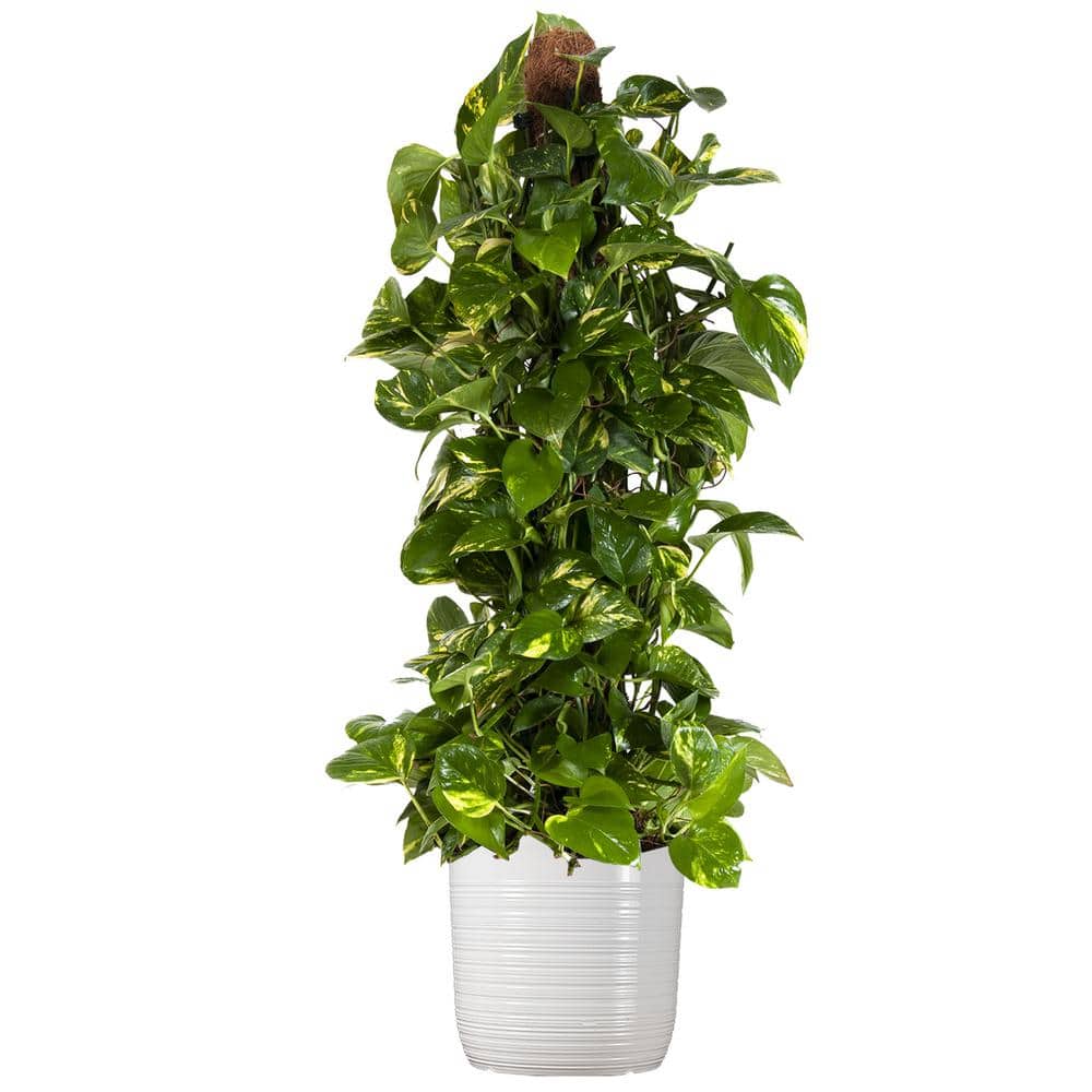 United Nursery Golden Pothos Totem Plant 36. in to 40 in. Tall in 10 in ...