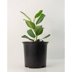 10 in. (Ficus) Ficus Audrey in 3g Grower Container (1-Plant)