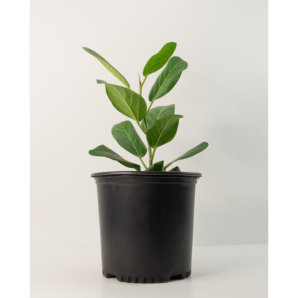 national PLANT NETWORK 10 in. (Ficus) Ficus Audrey in 3g Grower Container (1-Plant)