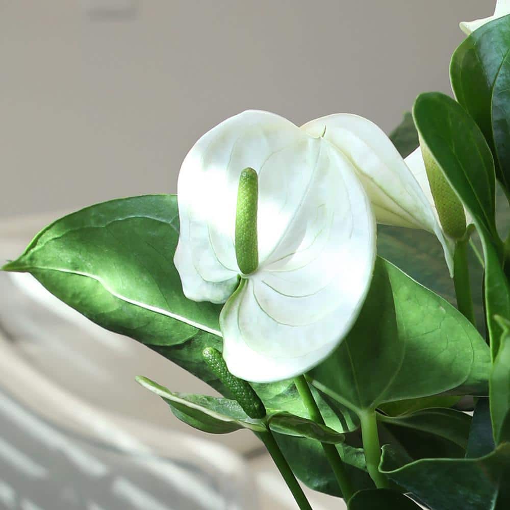 Large White Anthurium Flamingo Flower in Black Grower Pot