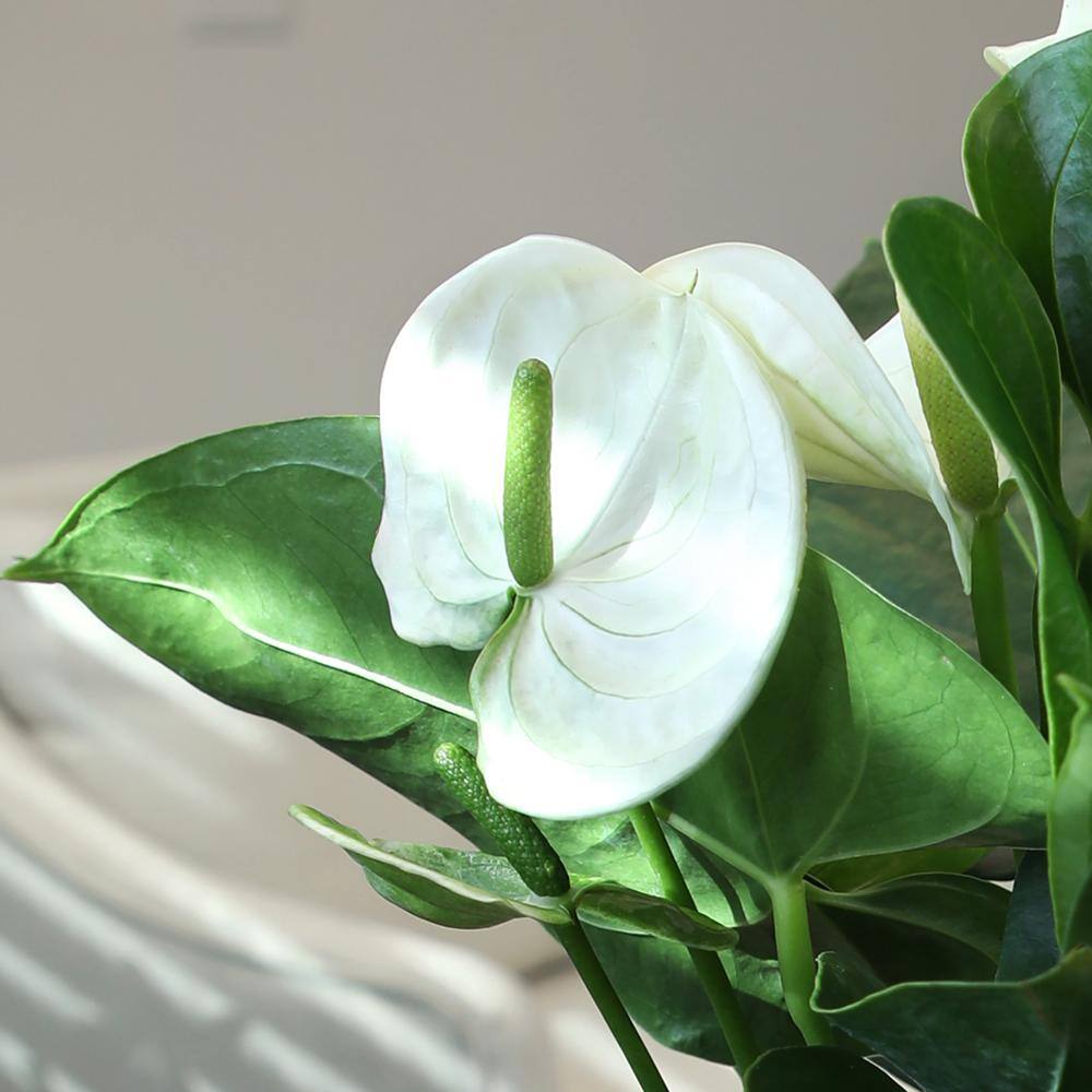 White Flamingo Anthurium in Ribbed Ceramic Planter