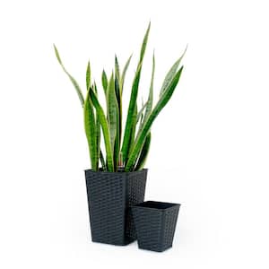 Medium 9 in. and 7 in. Smart Self-Watering Square Planter with Water Level Indicator - Hand Woven Wicker (2-Pack)