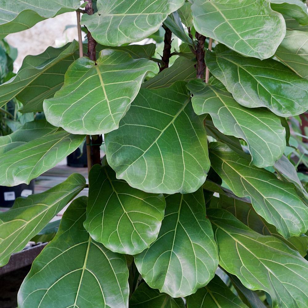 Dramatic Flair 48" Fiddle Leaf Fig Indoor/Outdoor Plant