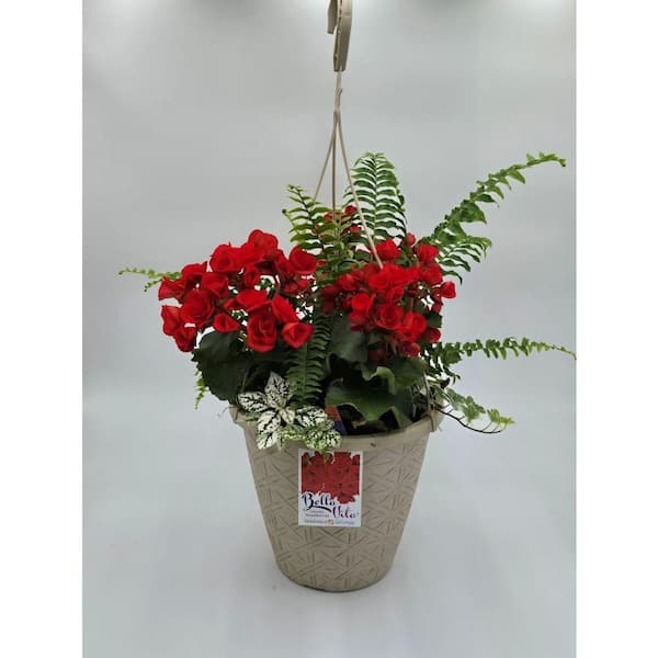 Bella Vita 10 in. Begonia Hanging Basket Red Radiance Easy-Care Annual  Plant Combo with Red Flowers and Mixed Foliage (1-Pack) 9006673