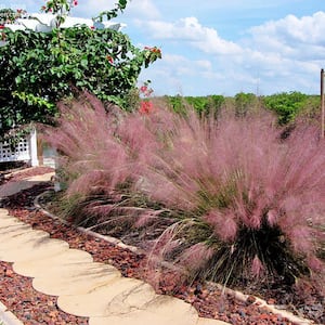 3 Gal. Pink Muhly Grass (2-Pack)