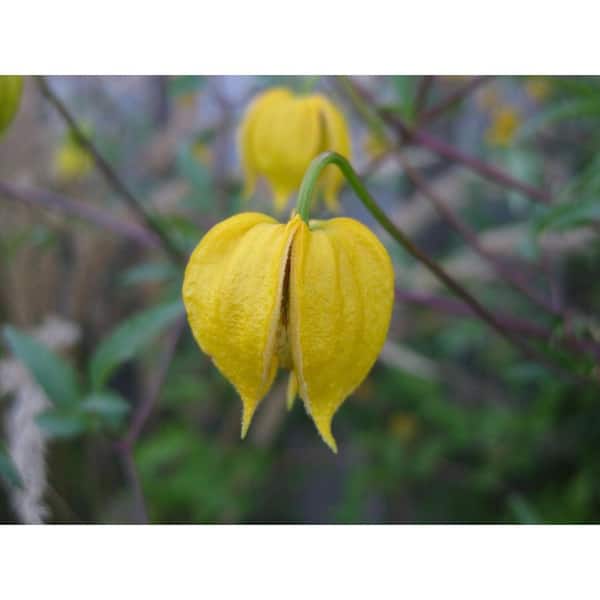 Wekiva Foliage Clematis Tangutica-Live Plant in a 3.5 in. Growers Pot-Bold and Beautiful Starter Flowering Vine