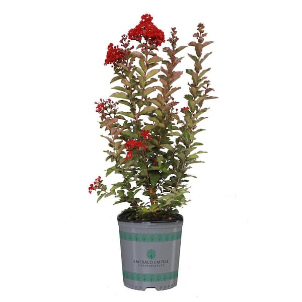 SEASON TO SEASON 1 Gal. Emerald Empire Garnet Queen Red Deciduous Crape Myrtle Tree