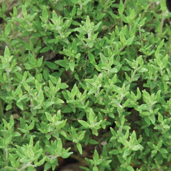Summer Thyme Seed Pack