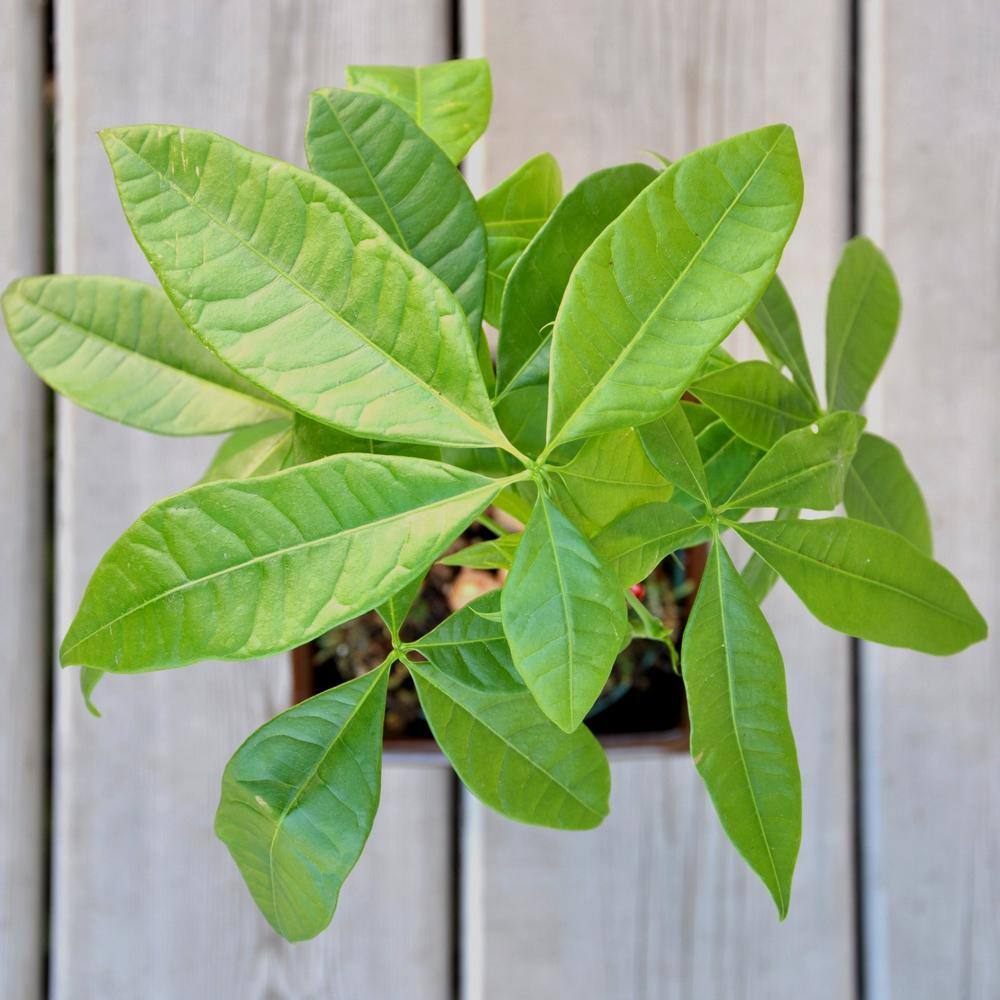 30" Black Ceramic Braided Money Tree Indoor Plant