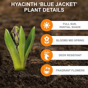 15/16cm, Blue Jacket Hyacinth Flower Bulbs (Bag of 100)