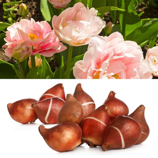 Bulb Imagepak national PLANT NETWORK Tulip Dreamer Bulbs (100-Pack) HD3155C - The ...