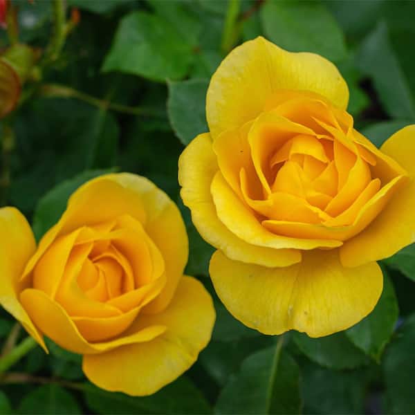 Vigoro 13 in. Sol Desire Rose Plant with Yellow Flowers 17580