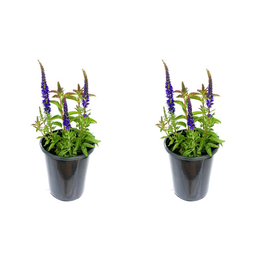 2.5 Qt. Perennial Salvia nemorosa Blue (2-Pack)