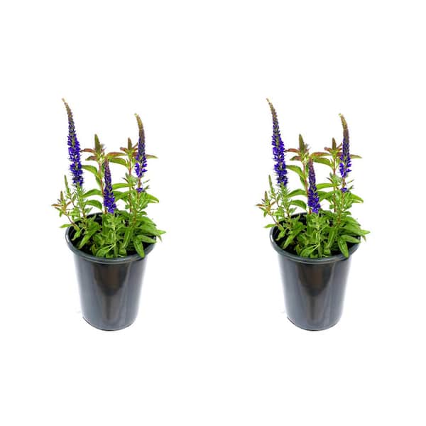 Unbranded 2.5 Qt. Perennial Salvia nemorosa Blue (2-Pack)