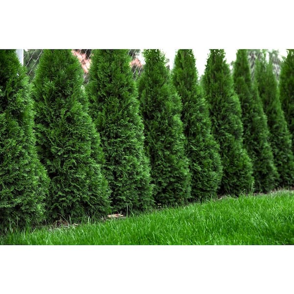 BELL NURSERY 3 Gal. Northern Spire Arborvitae (Thuja Plicata) Live Evergreen Privacy Shrub