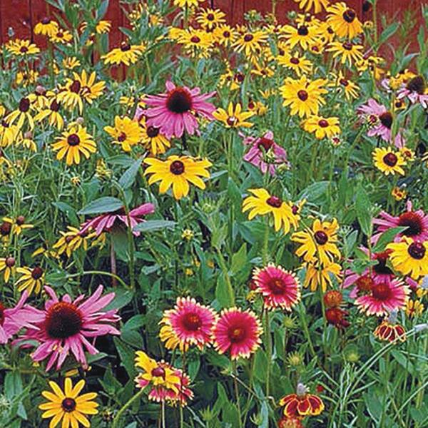 Gurney's Perennial Native Wildflower Mix, Multipler Varieties with Many Colors (300 Seed Packet)