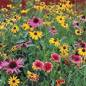 Perennial Native Wildflower Mix, Multipler Varieties with Many Colors (0.50 oz. Seed Packet)