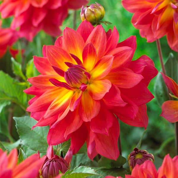 Firepot Decorative Dahlia Flower Bulbs, Bare Roots (Bag of 6)