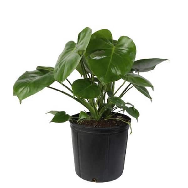 7 in. Monstera Swiss Cheese Indoor Plant in Sea Grass Pot