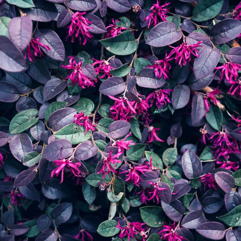 Purple Pixie Loropetalum Shrub with Pink Flowers